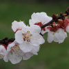 Абрикос обыкновенный (лат. Prunus armeniaca), семена