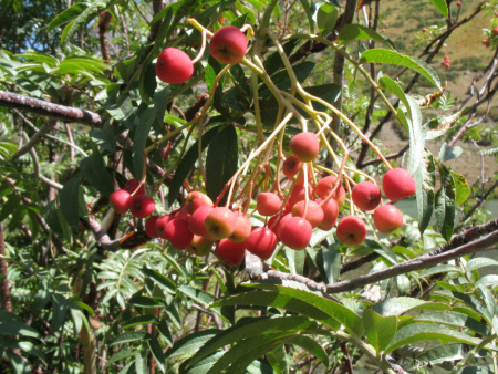 Рябина тянь-шаньская (лат. Sorbus tianschanica), семена
