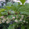 Лимонник китайский (лат. Schisandra chinensis), семена 