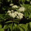 Рябина смешанная (лат. Sorbus commixta), семена