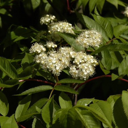 Рябина смешанная (лат. Sorbus commixta), семена