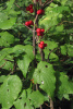 Тамус обыкновенный "Адамов корень" (лат. Dioscorea communis), семена