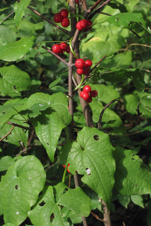 Тамус обыкновенный "Адамов корень" (лат. Dioscorea communis), семена