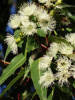 Эвкалипт лимонный (лат. Eucalyptus citriodora), саженец, 1 шт