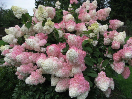 Гортензия метельчатая Ванилла Фрайз (лат. Hydrangea paniculata 'Vanille Fraise') С3, саженец