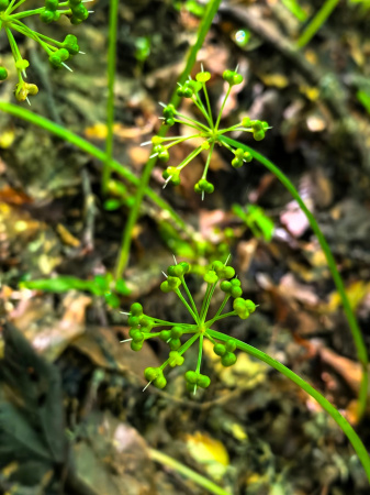 Черемша медвежий лук (лат. Allium ursinum), семена