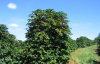 Кофе аравийский (лат. Coffea arabica), семена