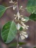 Лох крупнолистный (лат. Elaeagnus macrophylla), семена