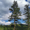 Лиственница даурская, или Лиственница Гмелина (лат. Larix dahurica), семена