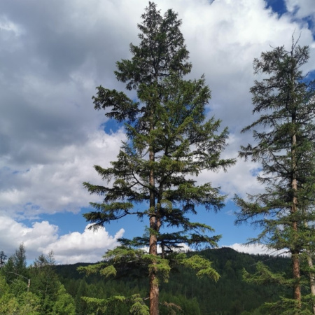 Лиственница даурская, или Лиственница Гмелина (лат. Larix dahurica), семена