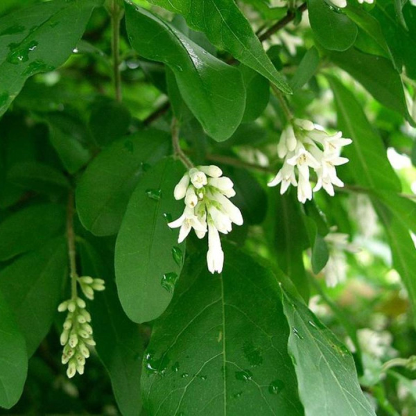 Бирючина туполистная (лат. Ligustrum obtusifolium), семена