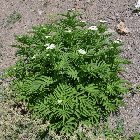 Бузина травянистая (лат. Sambucus ebulus), в ягодах