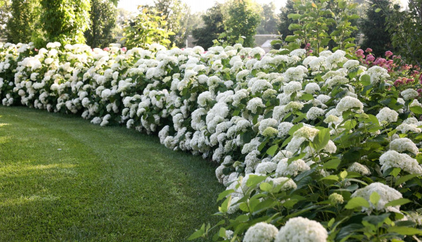 Гортензия древовидная Аннабель (лат. Hydrangea arborescens 'Annabelle')