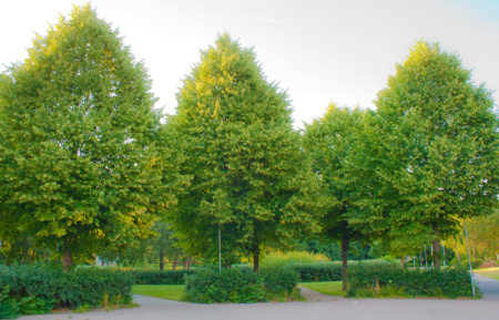 Липа мелколистная (лат. Tilia cordata), семена