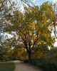 Кария пекан, или Пекан обыкновенный (лат. Carya illinoinensis) 10 шт, семена