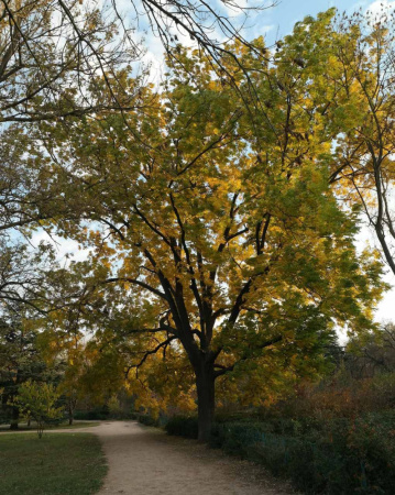 Кария пекан, или Пекан обыкновенный (лат. Carya illinoinensis) 10 шт, семена