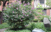 Сирень венгерская (лат. Syringa josikaea), саженец, 1 шт