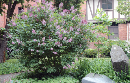 Сирень венгерская (лат. Syringa josikaea), саженец, 1 шт