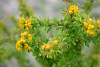 Барбарис Кашгарский (лат. Berberis kaschgarica), семена