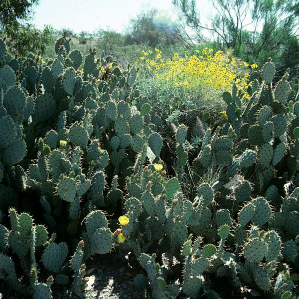 Кактус Опунция Энгельмана (лат. Opuntia engelmannii), семена 0,2 грамма