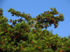 Тис остроконечный "Фармен" (лат. Taxus cuspidata "Фармен"), семена