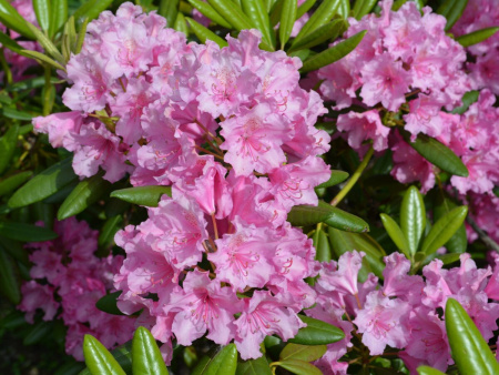 Рододендрон Шлиппенбаха ф.розовая (Rhododendron schlippenbachii f.rosea), семена 0,05 грамм