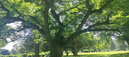 Бархат китайский (лат. Phellodendron chinense), семена