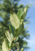 Бирючина японская (лат. Ligustrum japonicum), семена