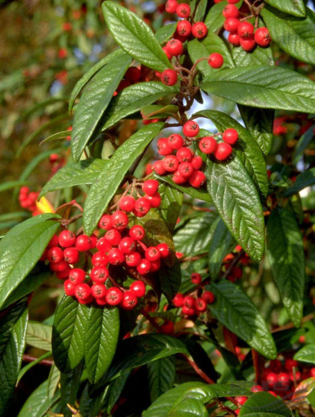 Кизильник иволистный (лат. Cotoneaster salicifolius), семена