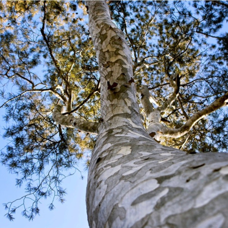 Сосна Бунге, или Сосна кружевнокорая (лат. Pinus bungeana), семена