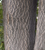 Айлант высочайший  (лат. Ailanthus altissima), семена