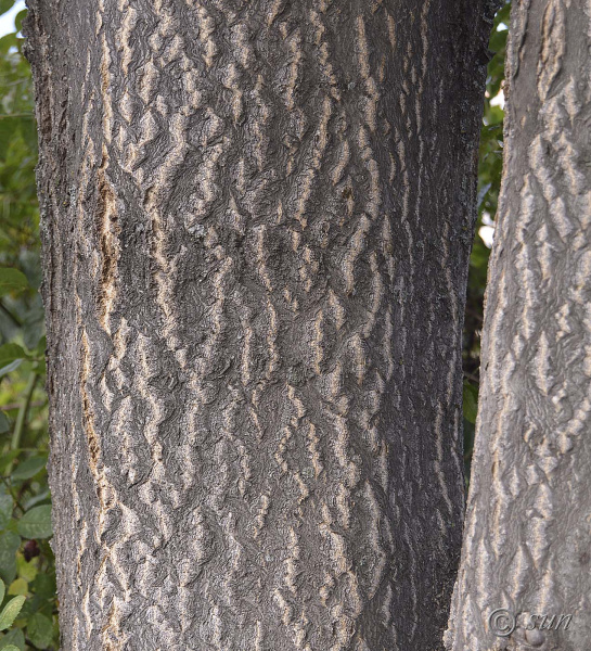 Айлант высочайший  (лат. Ailanthus altissima), семена