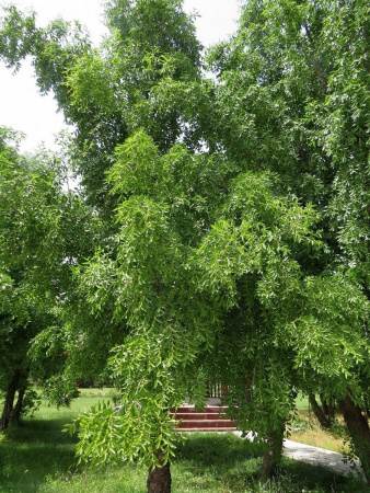 Зизифус Унаби, или Финик китайский (лат. Zízíphus juujba), семена
