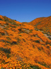 Мак калифорнийский эшшольция микс (лат. Eschscholzia californica), 100 штук
