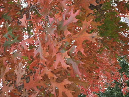Дуб шарлаховый (лат. Quercus coccinea) 10 штук, семена