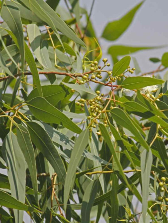 Эвкалипт лимонный (лат. Eucalyptus citriodora), саженец, 1 шт
