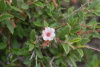 Вишня красноплодная (лат. Cerasus erythrocarpa), семена