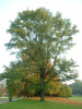 Кария сердцевидная, или Гикори горький (лат. Carya cordiformis) 10 шт, семена