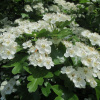 Боярышник однопестичный (лат. Crataegus monogyna), семена