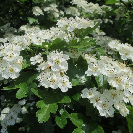 Боярышник однопестичный (лат. Crataegus monogyna), семена