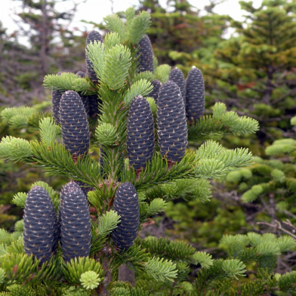 Пихта бальзамическая (лат. Abies balsamea), семена 0,2 грамма