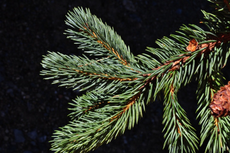 Ель Энгельмана (лат. Picea engelmannii), семена