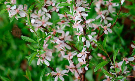 Миндаль сладкий "Бумажноскорлупный" (лат. Prunus dulcis "Бумажноскорлупный"), семена