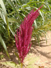 Амарант красный (лат. Amaranthus cruentus), 700 шт