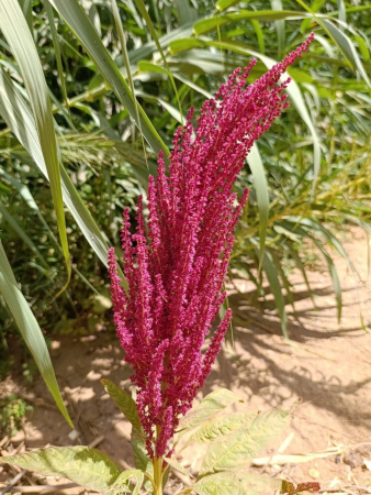 Амарант красный (лат. Amaranthus cruentus), 700 шт