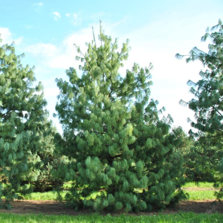 Сосна гималайская, или Сосна Валлиха (лат. Pinus wallichiana), семена