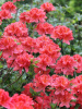 Рододендрон японский (лат. Rhododendron japonicum), семена 0,05 грамма