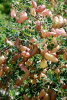 Пузырник древовидный (лат. Colutea arborescens), семена