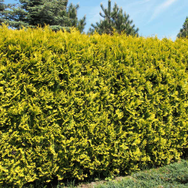 Туя западная Голден Брабант (лат. Thuja occidentalis 'Golden Brabant'), семена