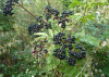 Бузина травянистая (лат. Sambucus ebulus), в ягодах